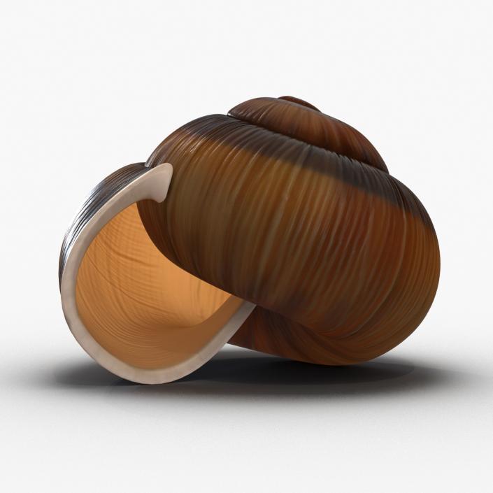 3D Snail Shell