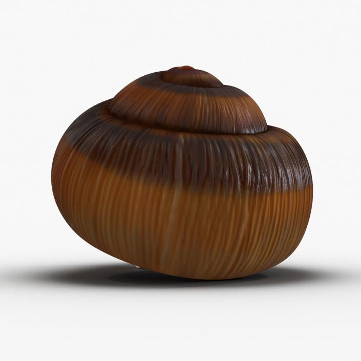 3D Snail Shell