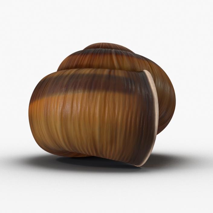 3D Snail Shell