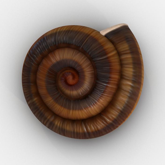 3D Snail Shell