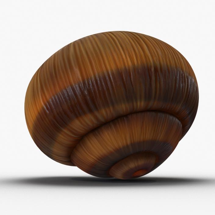 3D Snail Shell