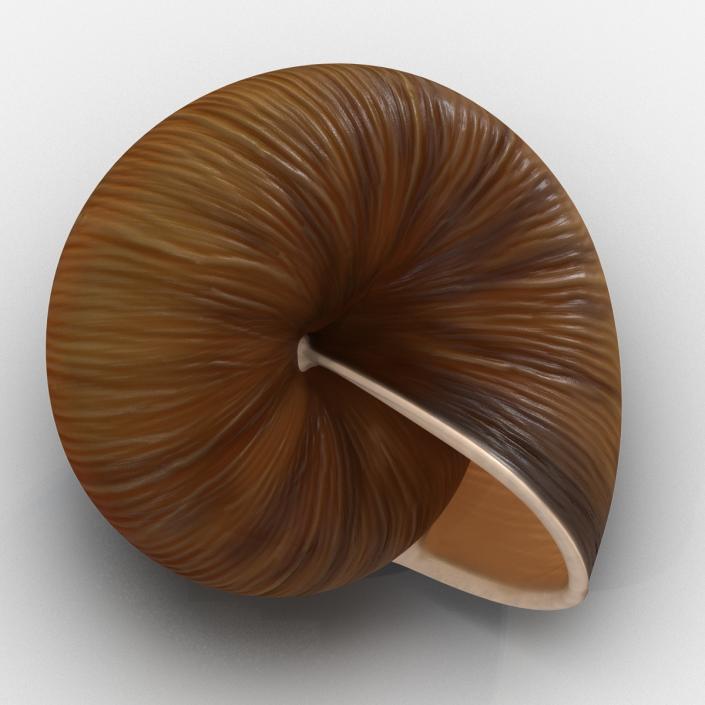 3D Snail Shell