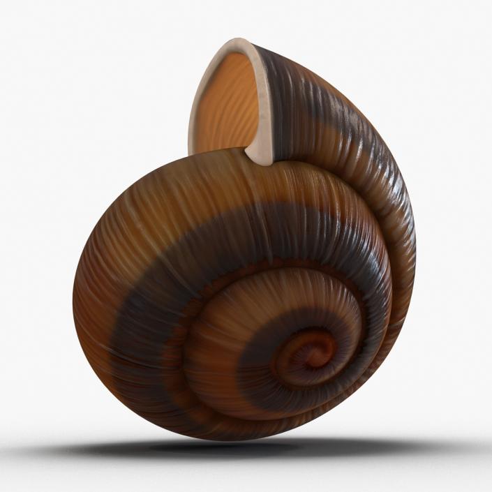 3D Snail Shell