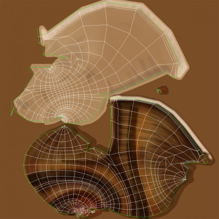 3D Snail Shell