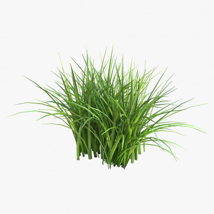 Grass 3D model