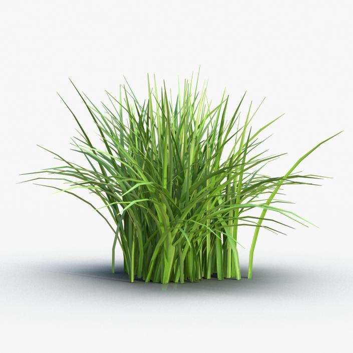 Grass 3D model