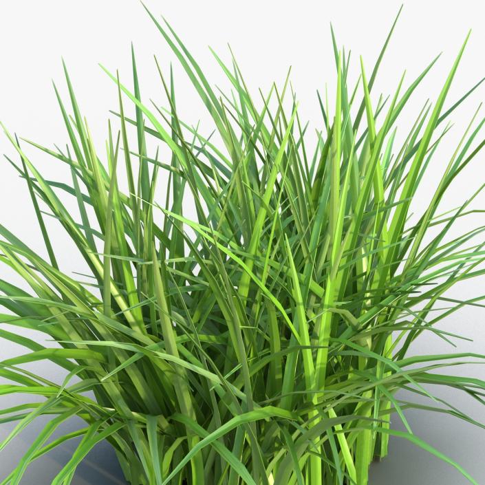 Grass 3D model