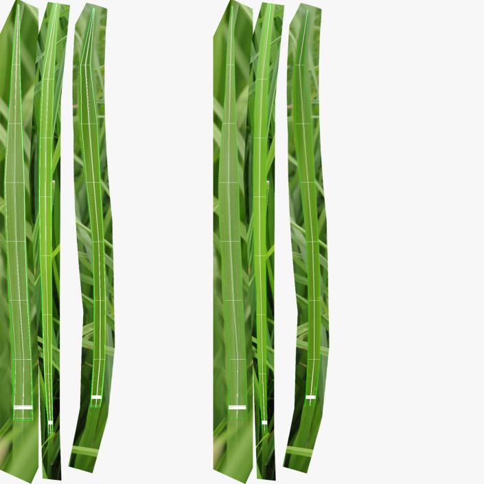 Grass 3D model