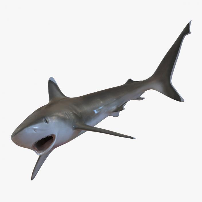 Silvertip Shark Swimming Pose 3D model