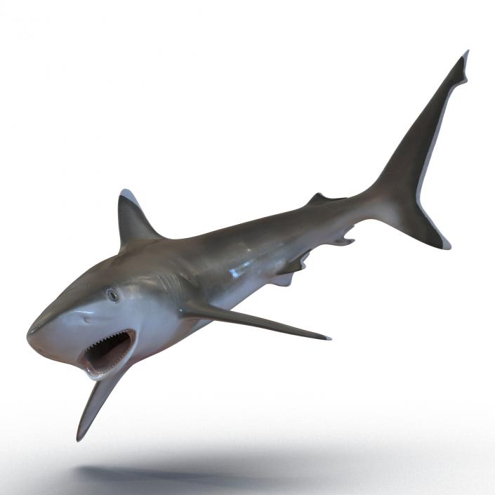 Silvertip Shark Swimming Pose 3D model