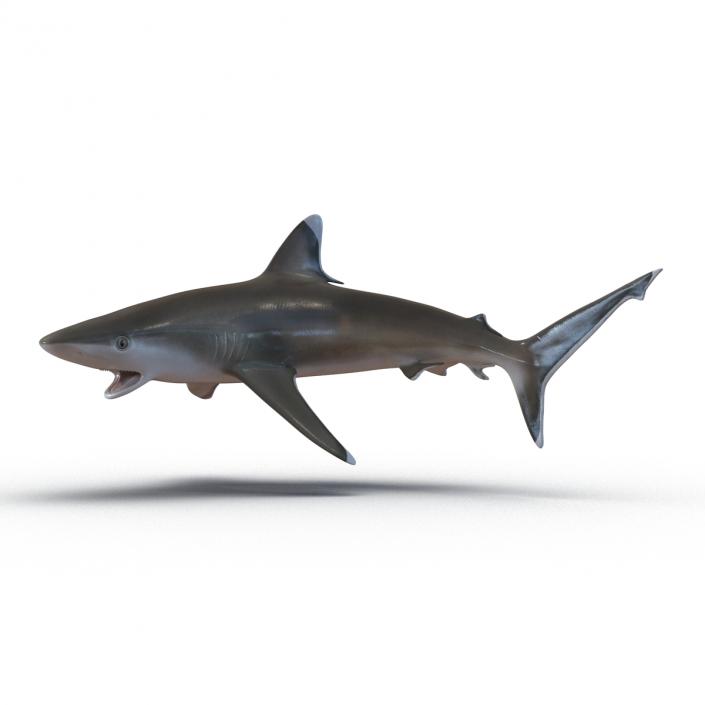 Silvertip Shark Swimming Pose 3D model