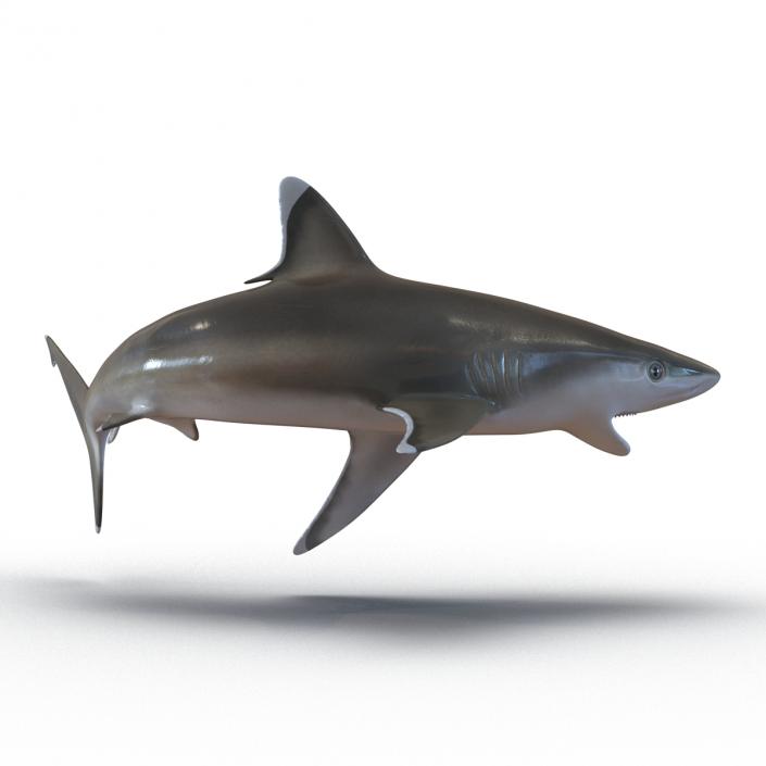 Silvertip Shark Swimming Pose 3D model