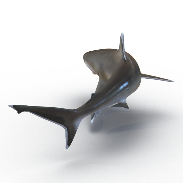 Silvertip Shark Swimming Pose 3D model