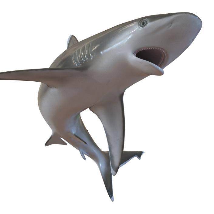 Silvertip Shark Swimming Pose 3D model