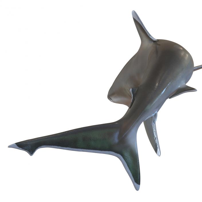 Silvertip Shark Swimming Pose 3D model