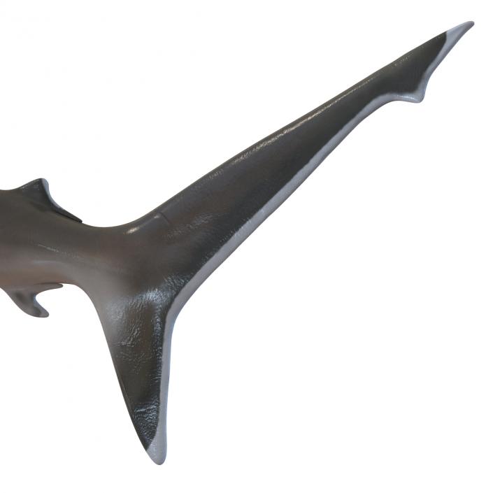 Silvertip Shark Swimming Pose 3D model