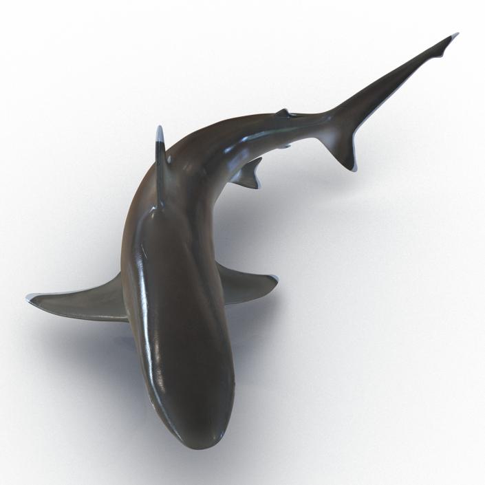 Silvertip Shark Swimming Pose 3D model