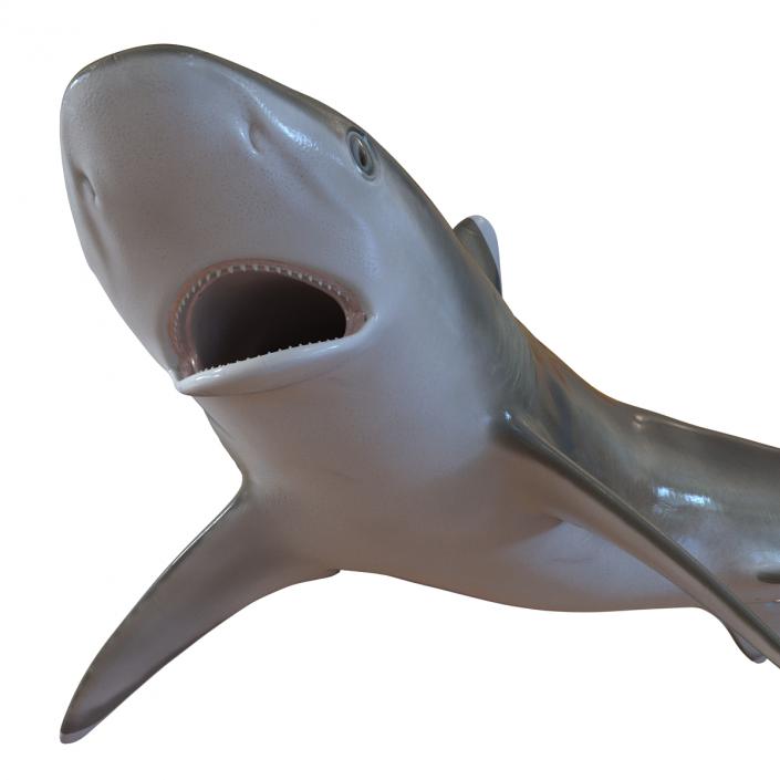 Silvertip Shark Swimming Pose 3D model