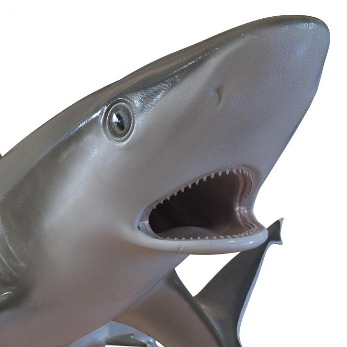 Silvertip Shark Swimming Pose 3D model