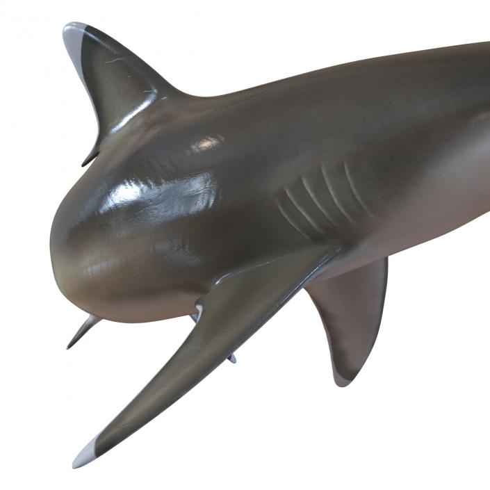 Silvertip Shark Swimming Pose 3D model