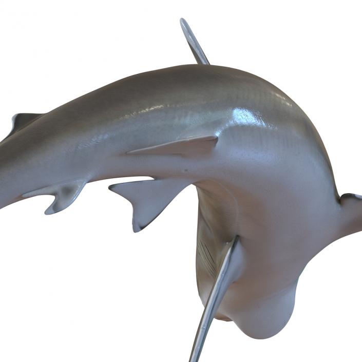 Silvertip Shark Swimming Pose 3D model