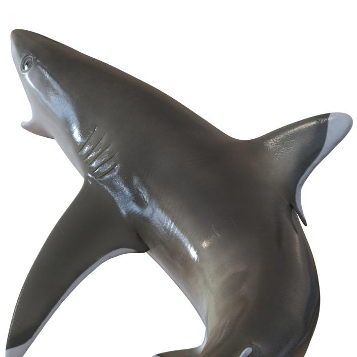 Silvertip Shark Swimming Pose 3D model