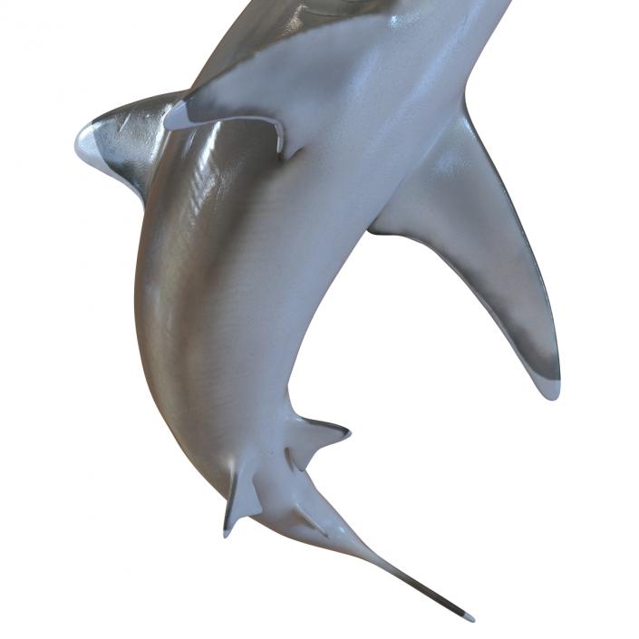 Silvertip Shark Swimming Pose 3D model