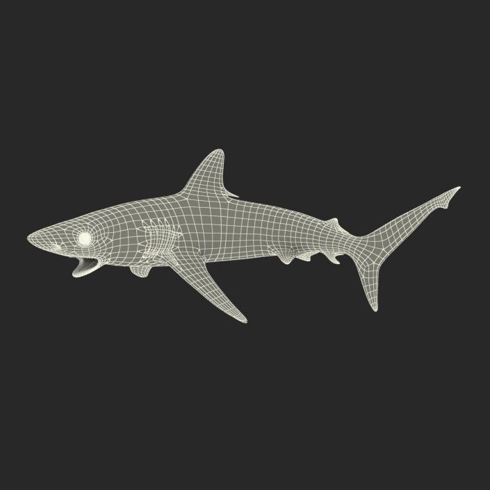 Silvertip Shark Swimming Pose 3D model