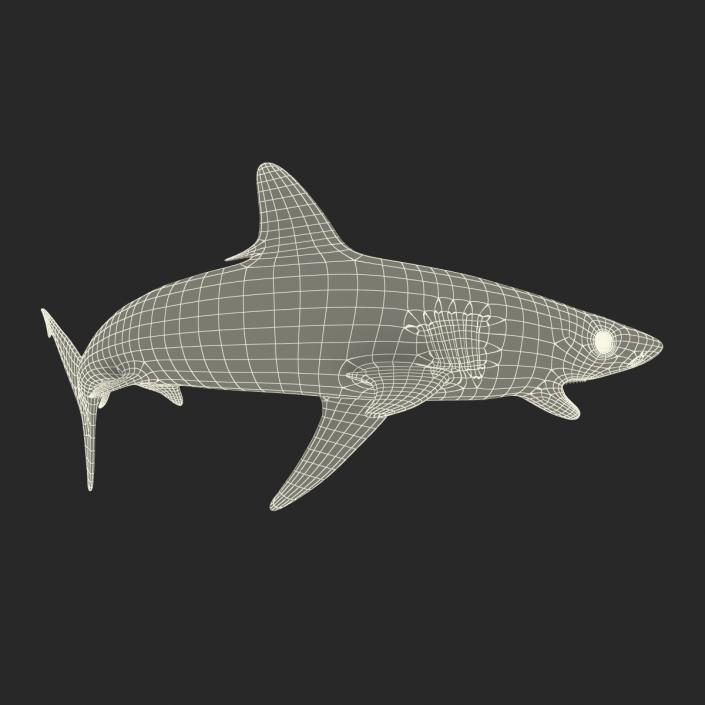 Silvertip Shark Swimming Pose 3D model