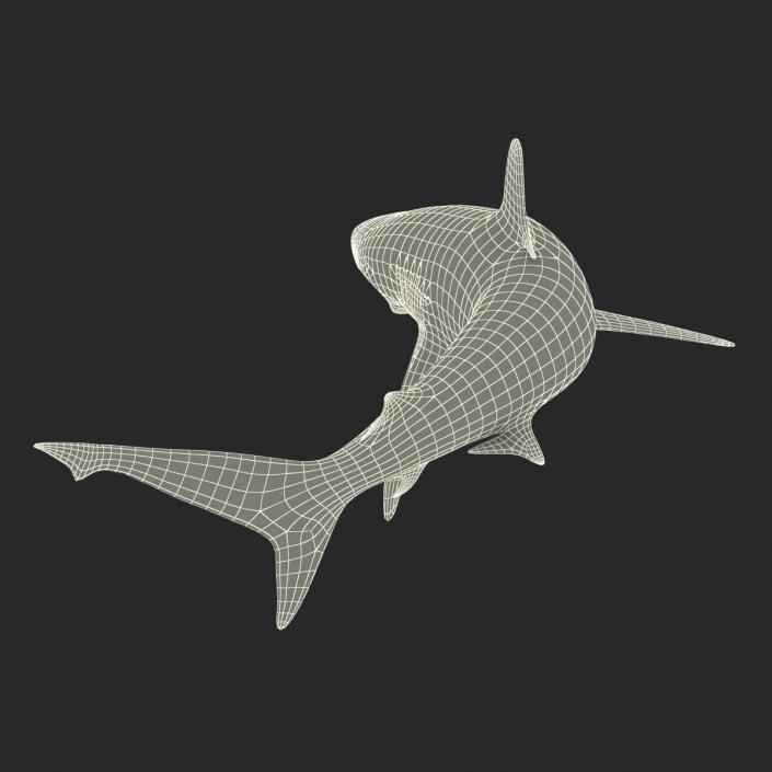 Silvertip Shark Swimming Pose 3D model