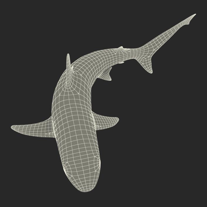 Silvertip Shark Swimming Pose 3D model