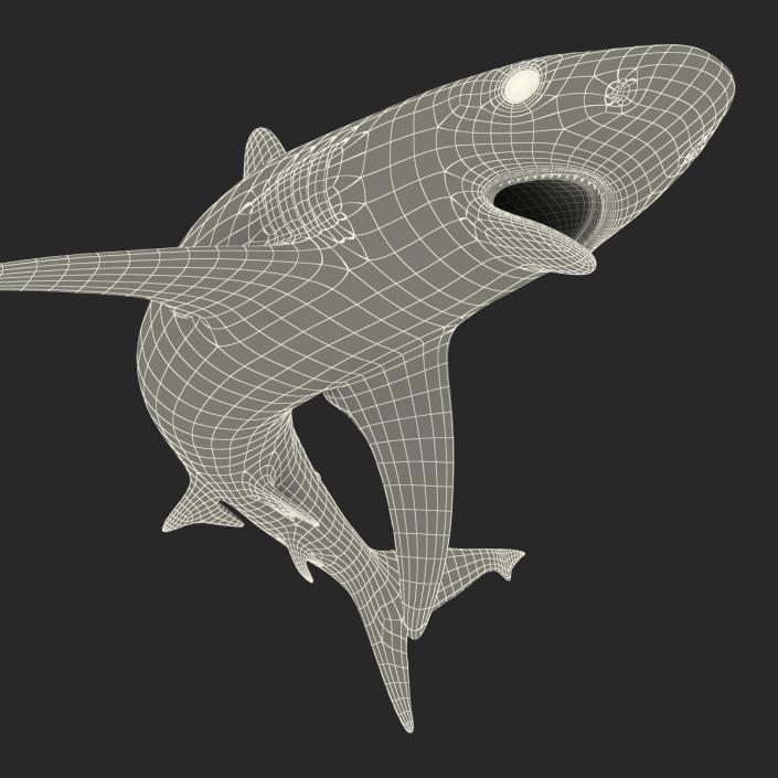 Silvertip Shark Swimming Pose 3D model