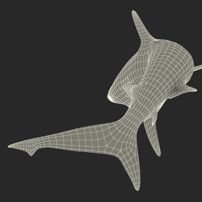 Silvertip Shark Swimming Pose 3D model