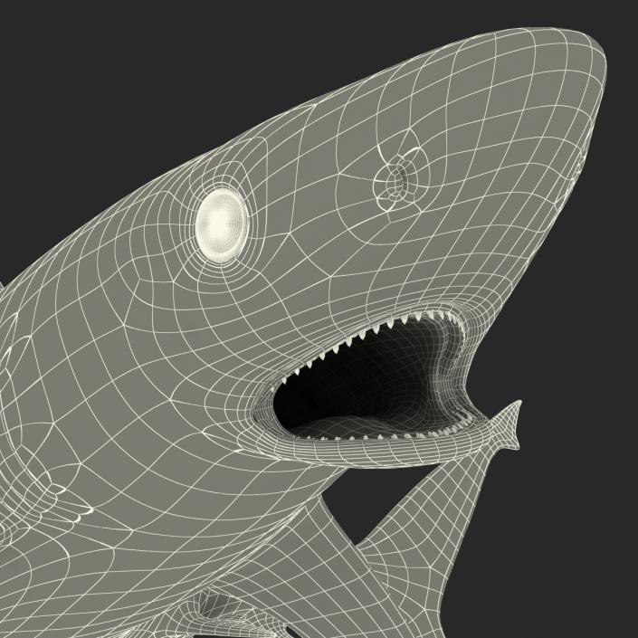 Silvertip Shark Swimming Pose 3D model