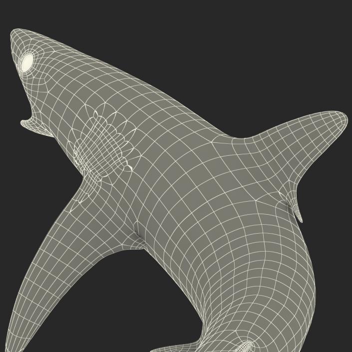 Silvertip Shark Swimming Pose 3D model