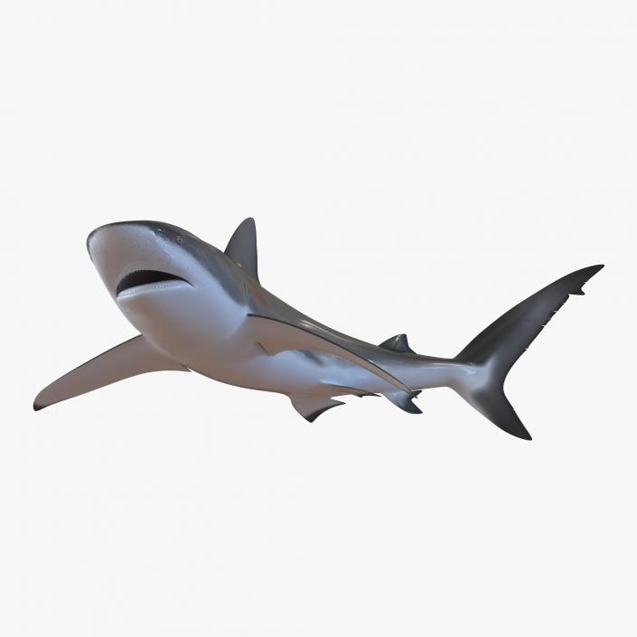 3D model Dusky Shark Swimming Pose