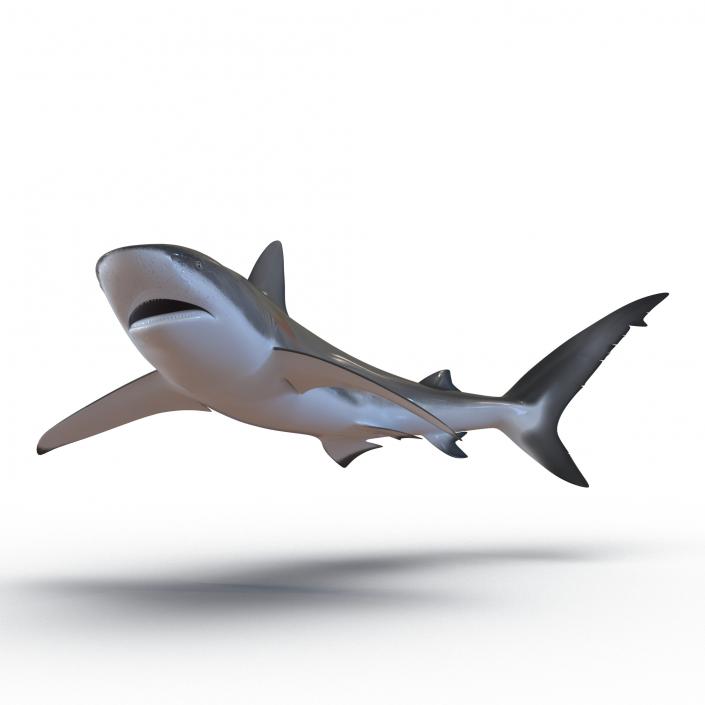 3D model Dusky Shark Swimming Pose