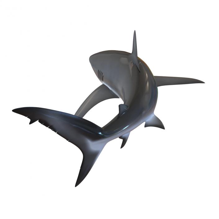 3D model Dusky Shark Swimming Pose