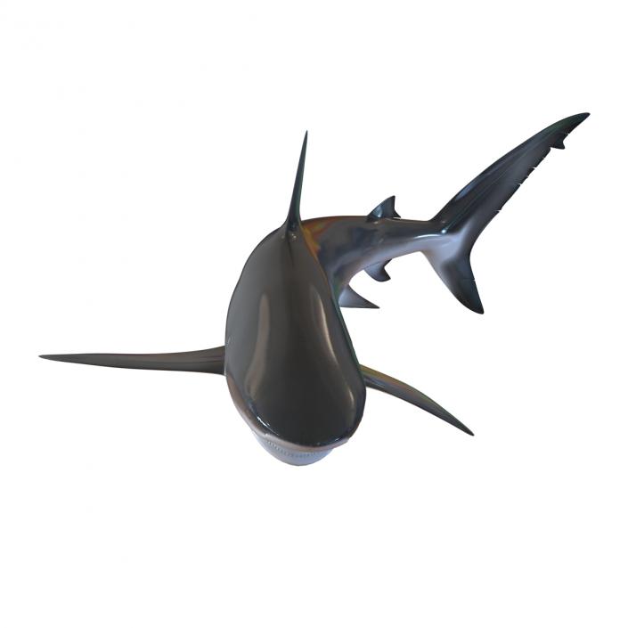 3D model Dusky Shark Swimming Pose