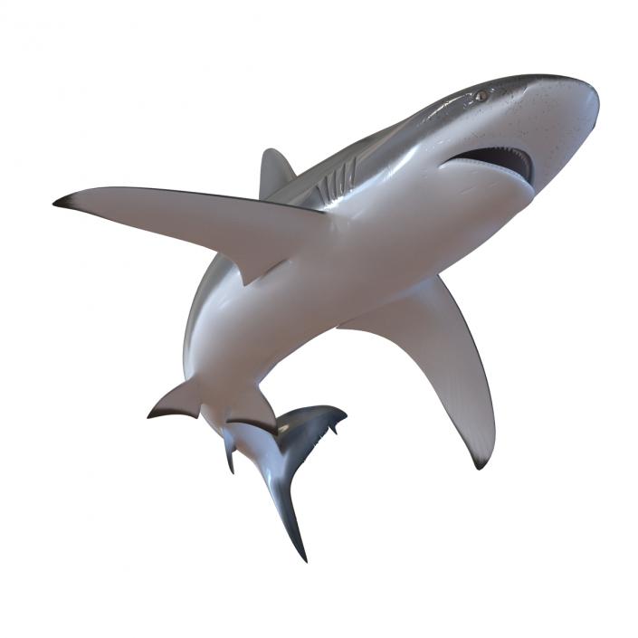 3D model Dusky Shark Swimming Pose