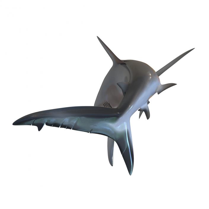 3D model Dusky Shark Swimming Pose