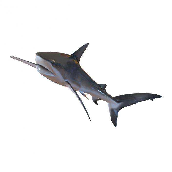 3D model Dusky Shark Swimming Pose