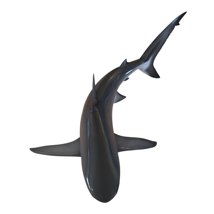 3D model Dusky Shark Swimming Pose