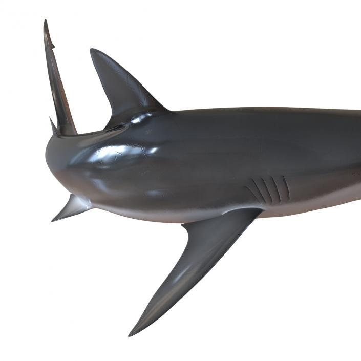 3D model Dusky Shark Swimming Pose