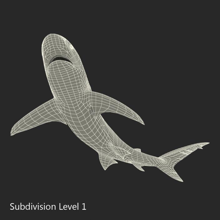 3D model Dusky Shark Swimming Pose