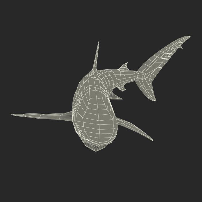 3D model Dusky Shark Swimming Pose