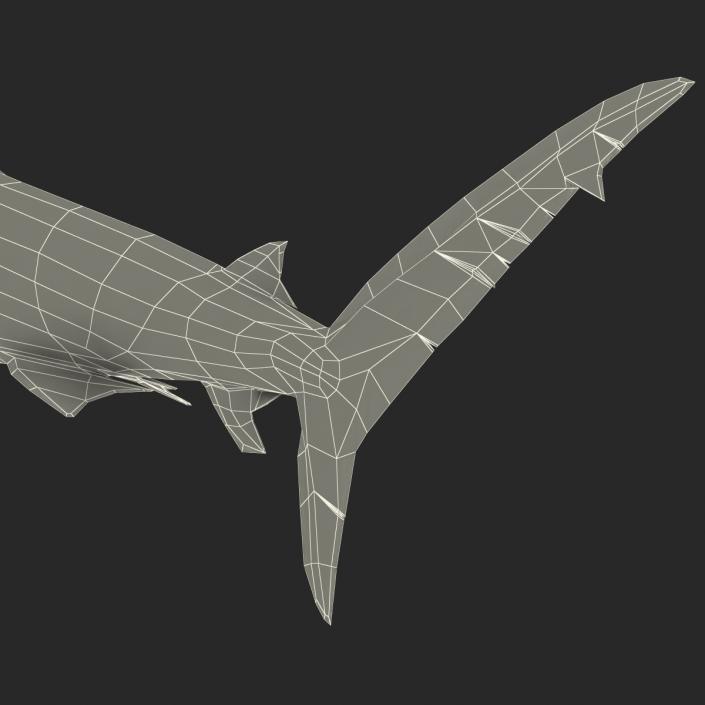 3D model Dusky Shark Swimming Pose