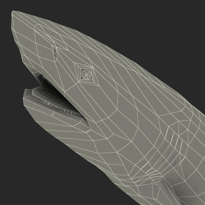 3D model Dusky Shark Swimming Pose