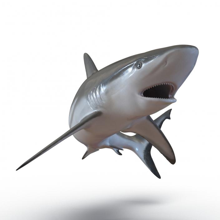 Grey Reef Shark Swimming Pose 3D model