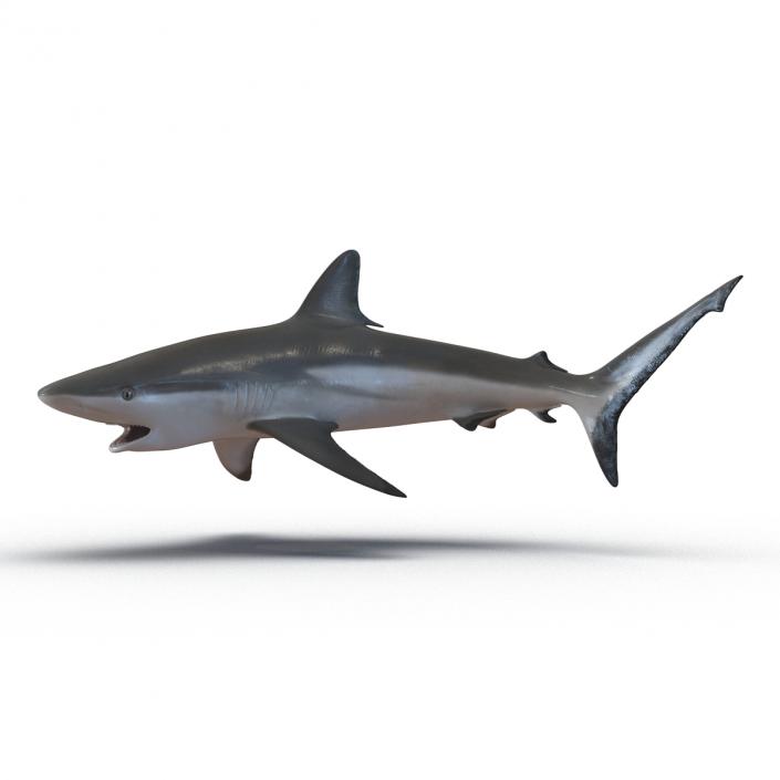 Grey Reef Shark Swimming Pose 3D model